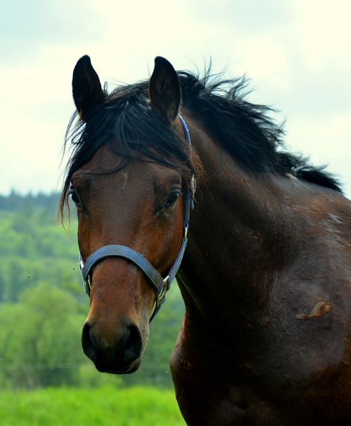 Unsere zweijhrigen Hengste - Foto: Pia Elger