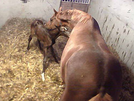 Trakehner Hengstfohlen von Saint Cyr u.d. Brianna v. Maizauber  - Foto: Dagmar Hoffmann