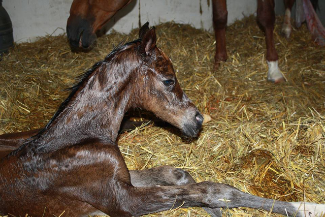 Trakehner Hengstfohlen von Saint Cyr u.d. Brianna v. Maizauber - Foto: Dagmar Hoffmann