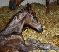 Trakehner Hengstfohlen von Saint Cyr x Maizauber - Foto: Dagmar 
Hoffmann