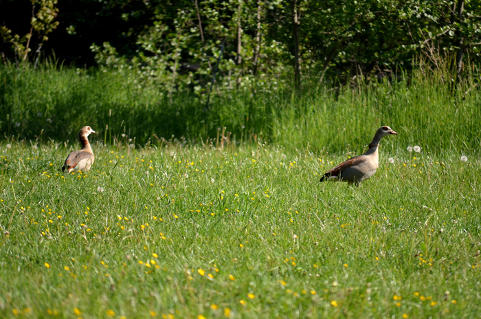 An der Emmer - Foto: Pia Elger