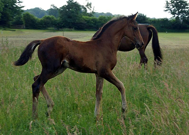Hengstfohlen von High Motion x Hoftnzer - Foto: Anja Paust