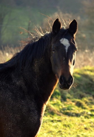 3. Advent 2019 Gabbana v. High Motion in Hmelschenburg - Trakehner Gestt Hmelschenburg - Beate Langels - Foto: Pia Elger