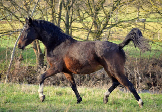 3. Advent 2019 Gabbana v. High Motion in Hmelschenburg - Trakehner Gestt Hmelschenburg - Beate Langels - Foto: Pia Elger