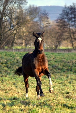 3. Advent 2019 Gabbana v. High Motion in Hmelschenburg - Trakehner Gestt Hmelschenburg - Beate Langels - Foto: Pia Elger