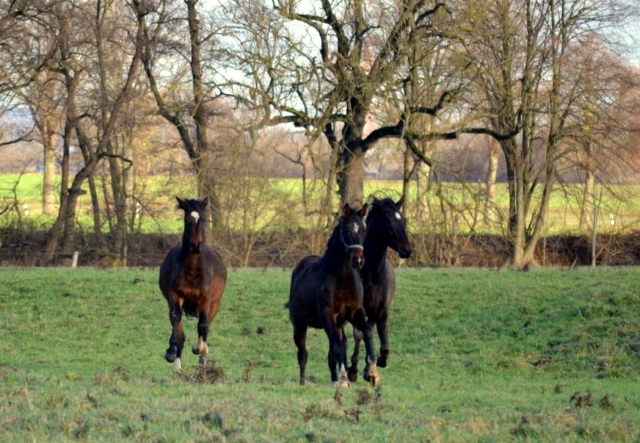 Gabbana, Val D'Isere und Valentine am 15.12.2019 in Hmelschenburg - Trakehner Gestt Hmelschenburg - Beate Langels - Foto: Pia Elger