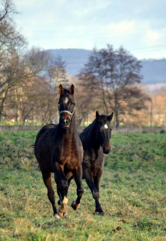 3. Advent 2019 - Val d'Isere und Valentine in Hmelschenburg - Trakehner Gestt Hmelschenburg - Beate Langels - Foto: Pia Elger