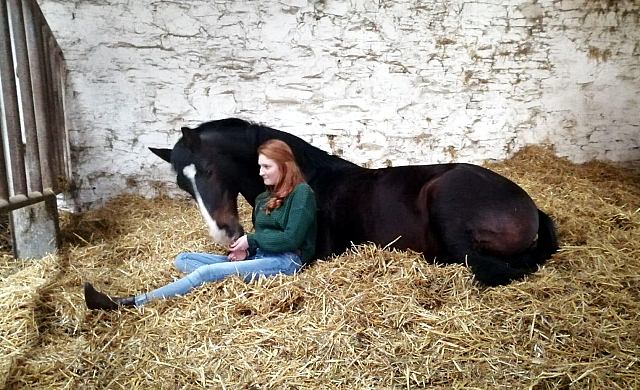 Shavalou - fotografiert von Pauline Rohlfing am 16. Februar 2020 - Trakehner Gestt Hmelschenburg - Beate Langels