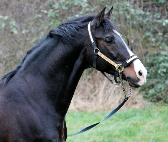 Shavalou - fotografiert von Pauline Rohlfing am 16. Februar 2020 - Trakehner Gestt Hmelschenburg - Beate Langels