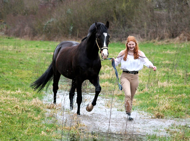 Shavalou - fotografiert von Pauline Rohlfing am 16. Februar 2020 - Trakehner Gestt Hmelschenburg - Beate Langels