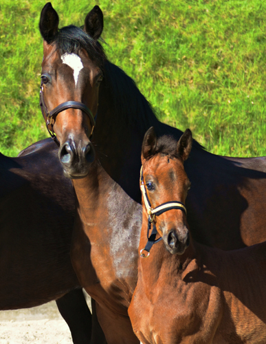 Trakehner Premiummare Gabbana by High Motion out of Greta Garbo by Alter Fritz, Gestt Hmelschenburg - Beate Langels