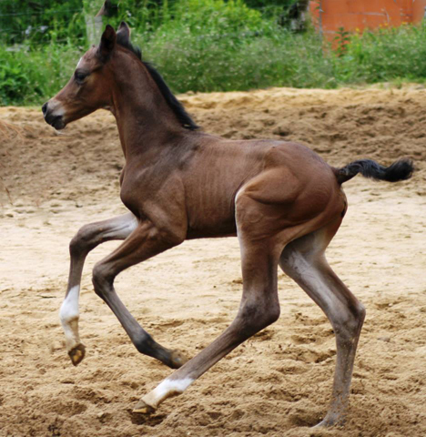 Trakehner Hengstfohlen von Saint Cyr u.d. Brianna v. Maizauber - Foto: Dagmar Hoffmann