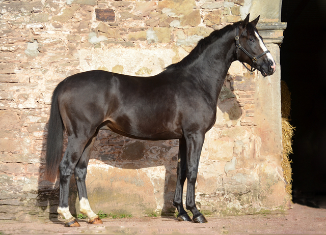 zweijhriger Hengst von De Niro x Totilas im September 2019 - Trakehner Gestt Hmelschenburg - Foto: Pia Elger