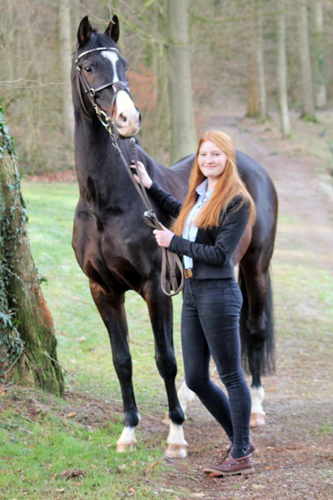 Prmienhengst Shavalou 18-jhrig Trakehner Gestt Hmelschenburg - copyright Pauline Rolfing