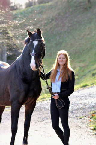 Prmienhengst Shavalou 18-jhrig Trakehner Gestt Hmelschenburg - copyright Pauline Rolfing