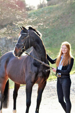 Prmienhengst Shavalou 18-jhrig Trakehner Gestt Hmelschenburg - copyright Pauline Rolfing