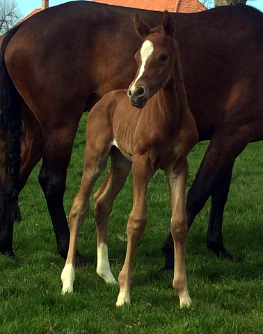 Hengstfohlen von High Motin x Herzruf - Foto: Richard Langels