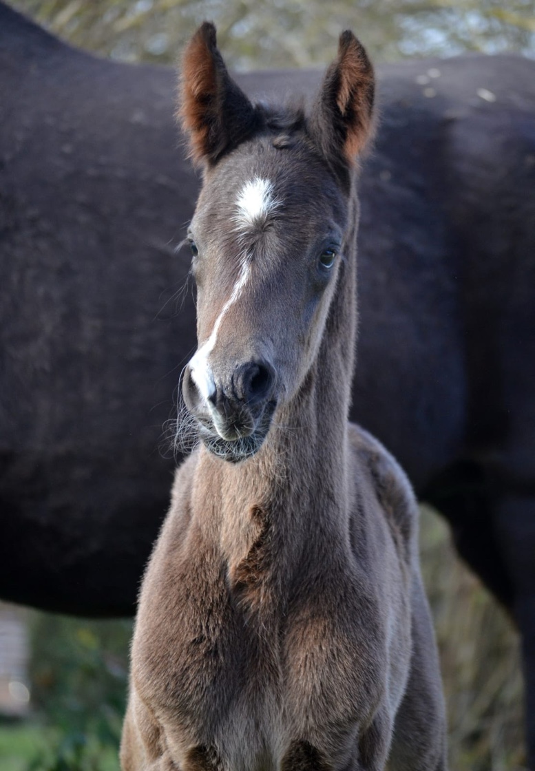 Hengstfohlen von Sutherland u.d. New Millennia SK v. Millennium - Z�chterin Sabine Kliesch  - Foto: Pia Elger