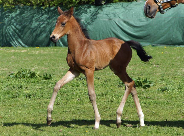 Hengstfohlen von High Motion x Hoftnzer - Foto: Anja Paust