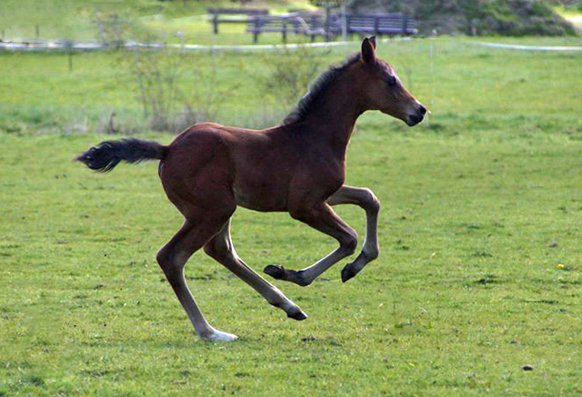 Hengstfohlen von High Motion x Hoftnzer - Foto: Anja Paust