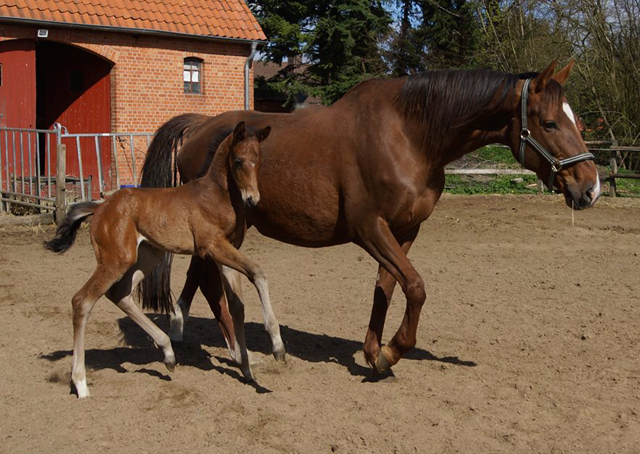 Hengstfohlen von High Motion x Hoftnzer - Foto: Anja Paust