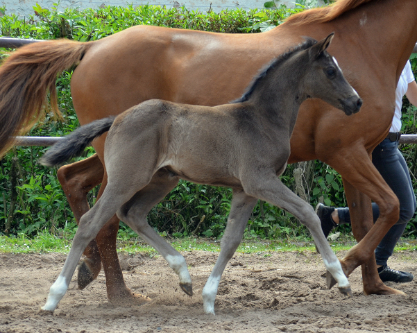 Trakehner Stutfohlen von High Motion u.d. Klara v. Tanzmeister, Foto: Pia Elger