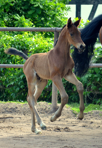 Hengstfohlen v. High Motion x Imperio - Trakehner Gestt Hmelschenburg - Foto: Pia Elger