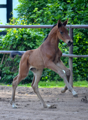 Hengstfohlen v. High Motion x Imperio - Trakehner Gestt Hmelschenburg - Foto: Pia Elger