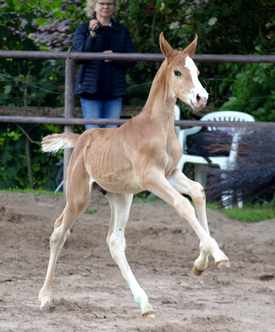 Trakehner Fuchs Hengst v. Zauberdeyk x Saint Cyr - Trakehner Gestüt Hämelschenburg - Foto: Pia Elger