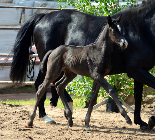 Trakehner Stutfohlen von Sir Sansibar u.d. Pr.u.StPrSt.Pr. Orvieta v. Hohenstein - Trakehner Gestt Hmelschenburg - 
Foto: Pia Elger