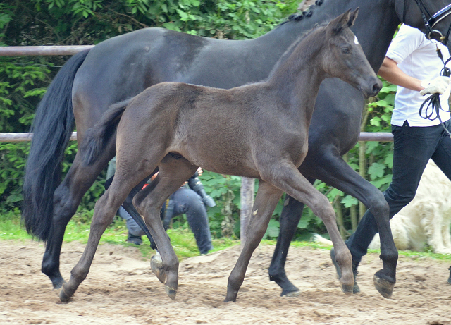 Trakehner Hengstfohlen von Helium u.d. Orelie v. Hohenstein, Foto: Pia Elger