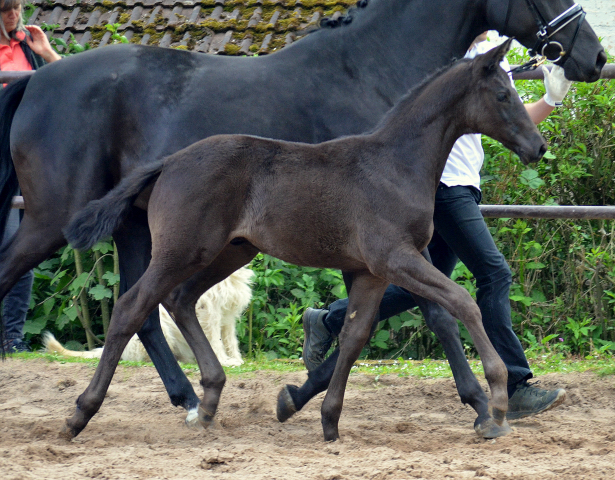 Trakehner Hengstfohlen von Helium u.d. Orelie v. Hohenstein, Foto: Pia Elger