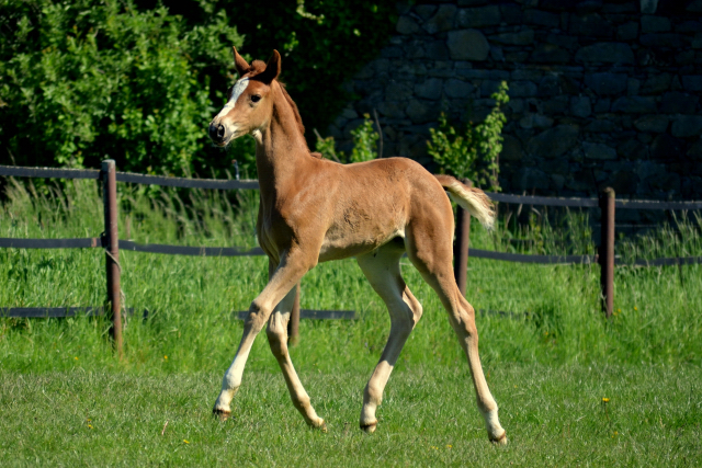  - 24.05.2021 Foto: Pia Elger - Trakehner Gestt Hmelschenburg