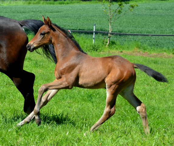  - 24.05.2021 Foto: Pia Elger - Trakehner Gestt Hmelschenburg