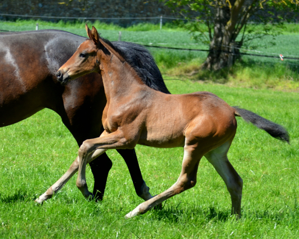  - 24.05.2021 Foto: Pia Elger - Trakehner Gestt Hmelschenburg