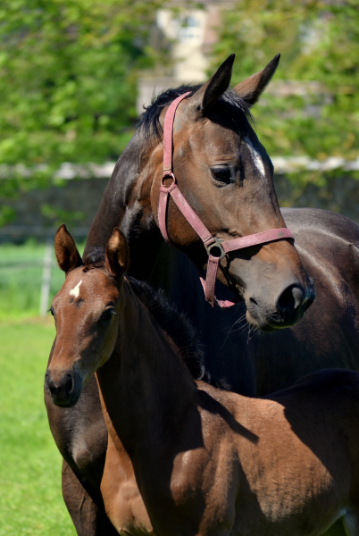  - 24.05.2021 Foto: Pia Elger - Trakehner Gestt Hmelschenburg