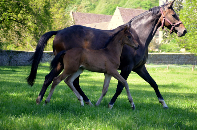  - 24.05.2021 Foto: Pia Elger - Trakehner Gestt Hmelschenburg