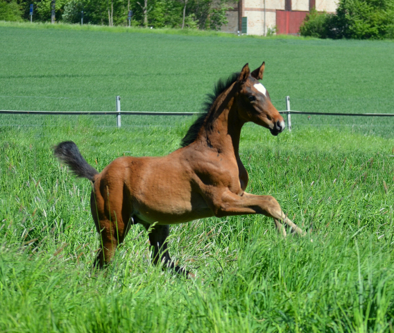  - 24.05.2021 Foto: Pia Elger - Trakehner Gestt Hmelschenburg