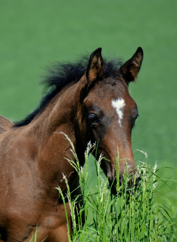  - 24.05.2021 Foto: Pia Elger - Trakehner Gestt Hmelschenburg