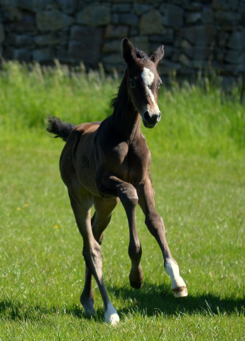  - 24.05.2021 Foto: Pia Elger - Trakehner Gestt Hmelschenburg