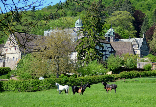  - 24.05.2021 Foto: Pia Elger - Trakehner Gestt Hmelschenburg