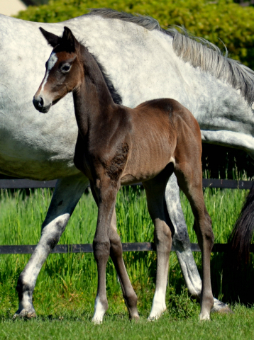  - 24.05.2021 Foto: Pia Elger - Trakehner Gestt Hmelschenburg