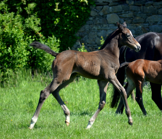  - 24.05.2021 Foto: Pia Elger - Trakehner Gestt Hmelschenburg