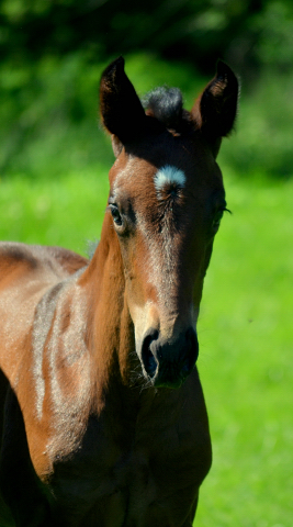  - 24.05.2021 Foto: Pia Elger - Trakehner Gestt Hmelschenburg