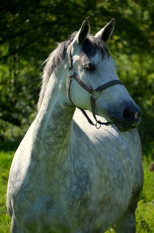  - 24.05.2021 Foto: Pia Elger - Trakehner Gestt Hmelschenburg