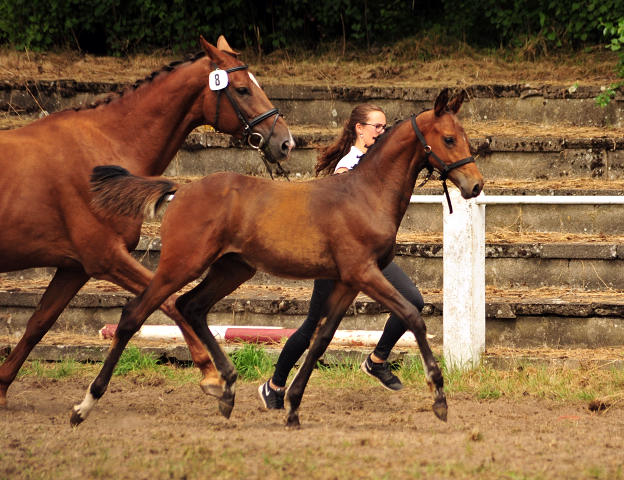 Hengstfohlen von High Motion x Hoftnzer - Foto: Beate Langels