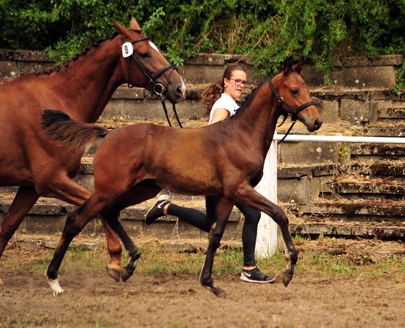 Hengstfohlen von High Motion x Hoftnzer - Foto: Beate Langels