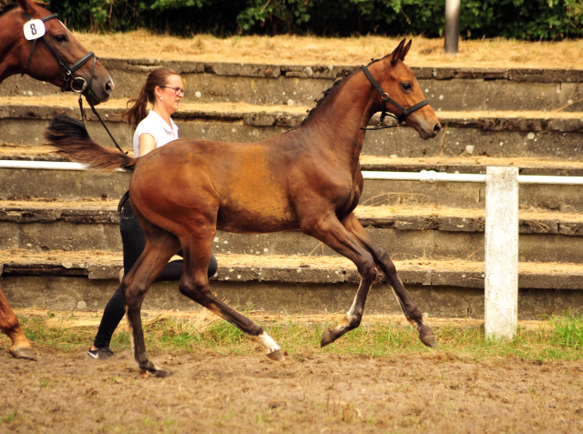 Hengstfohlen von High Motion x Hoftnzer - Foto: Beate Langels