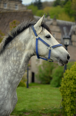 Trakehner Hengstfohlen v. Saint Cyr u.d. Pr.A. TeaCup v. Exclusiv- Foto: Pia Elger - Trakehner Gestt Hmelschenburg