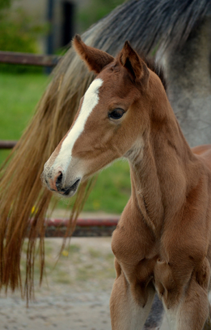 Trakehner Hengstfohlen v. Saint Cyr u.d. Pr.A. TeaCup v. Exclusiv- Foto: Pia Elger - Trakehner Gestt Hmelschenburg